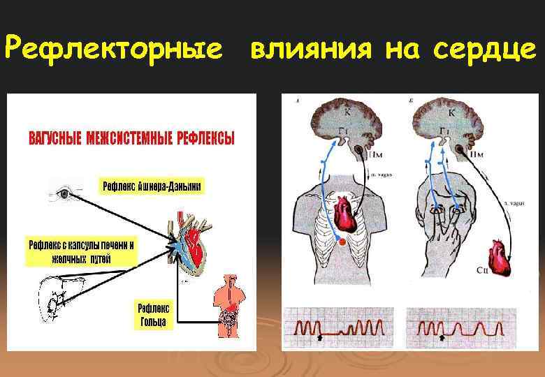 Рефлекторные влияния на сердце 