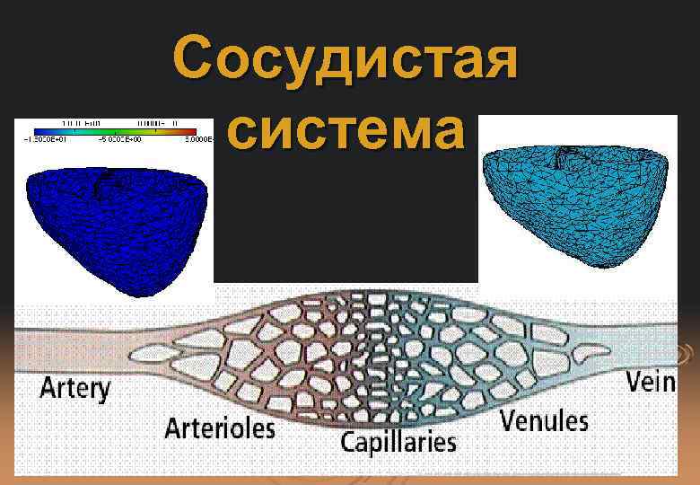 Сосудистая система 