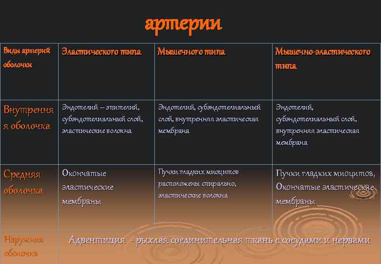 артерии Виды артерий оболочки Эластического типа Мышечно-эластического типа Внутрення я оболочка Эндотелий – эпителий,