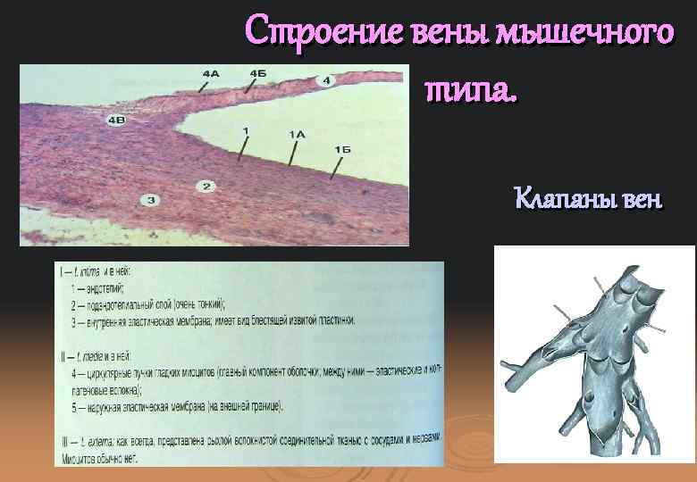 Строение вены мышечного типа. Клапаны вен 