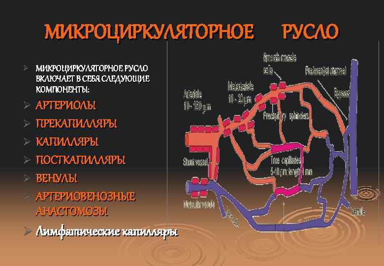МИКРОЦИРКУЛЯТОРНОЕ Ø МИКРОЦИРКУЛЯТОРНОЕ РУСЛО ВКЛЮЧАЕТ В СЕБЯ СЛЕДУЮЩИЕ КОМПОНЕНТЫ: Ø АРТЕРИОЛЫ Ø ПРЕКАПИЛЛЯРЫ Ø