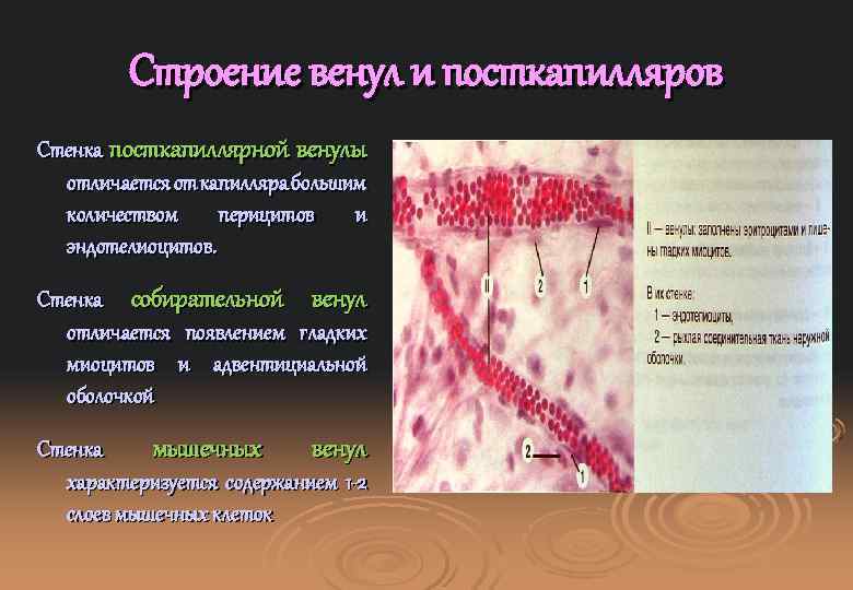 Строение венул и посткапилляров Стенка посткапиллярной венулы отличается от капилляра большим количеством перицитов и