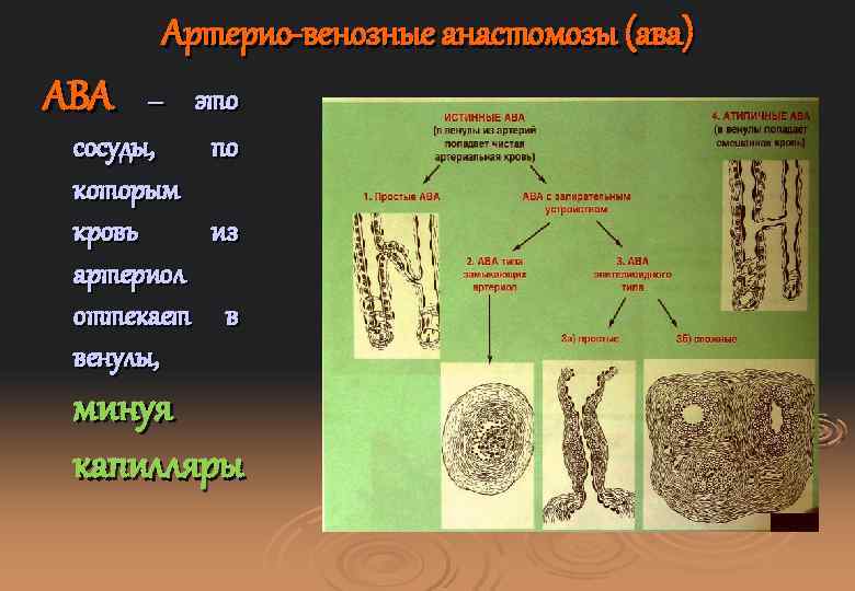 Артерио-венозные анастомозы (ава) АВА – это сосуды, которым кровь артериол оттекает венулы, по из