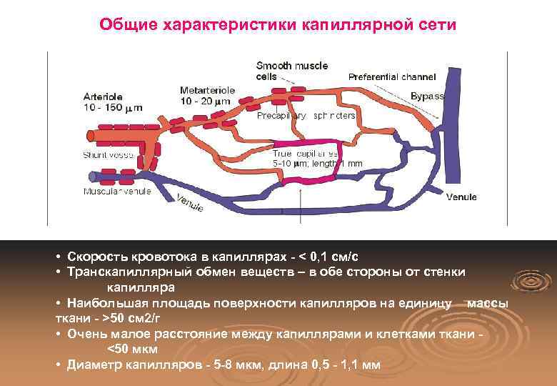 Общие характеристики капиллярной сети • Скорость кровотока в капиллярах - < 0, 1 см/с