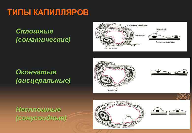 ТИПЫ КАПИЛЛЯРОВ Сплошные (соматические) Окончатые (висцеральные) Несплошные (синусоидные) 