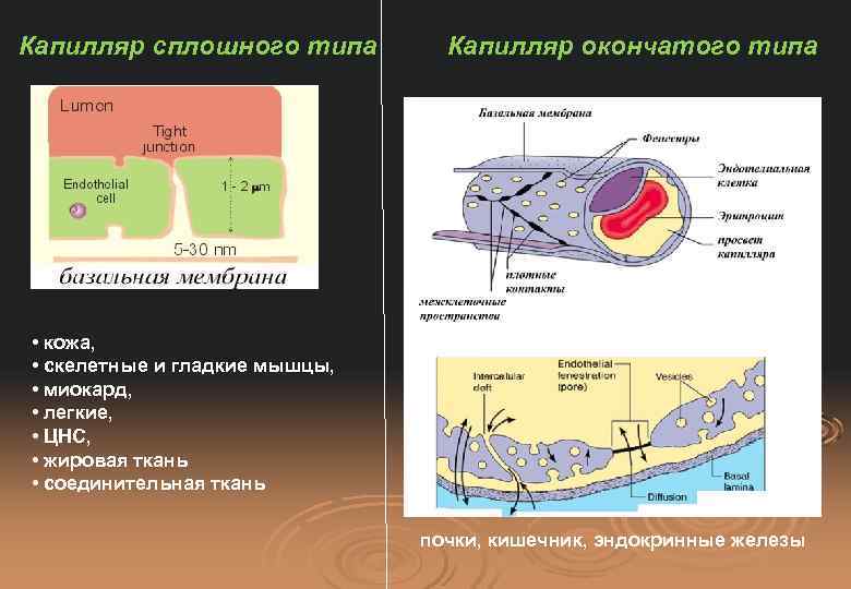 Капилляр сплошного типа Капилляр окончатого типа • кожа, • скелетные и гладкие мышцы, •