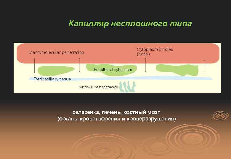 Капилляр несплошного типа селезенка, печень, костный мозг (органы кроветворения и кроверазрушения) 