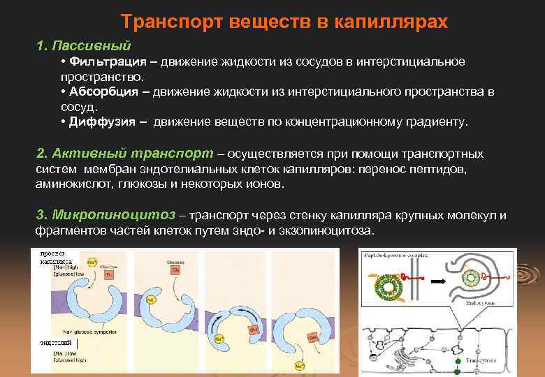 Транспорт веществ в капиллярах 1. Пассивный • Фильтрация – движение жидкости из сосудов в