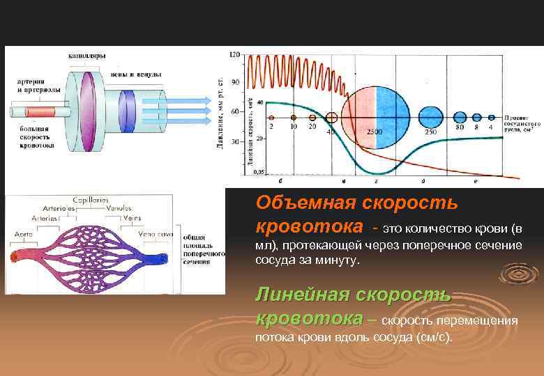 Объемная скорость кровотока - это количество крови (в мл), протекающей через поперечное сечение сосуда