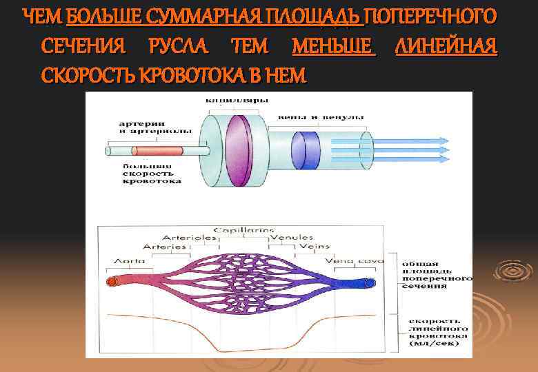 ЧЕМ БОЛЬШЕ СУММАРНАЯ ПЛОЩАДЬ ПОПЕРЕЧНОГО СЕЧЕНИЯ РУСЛА ТЕМ МЕНЬШЕ ЛИНЕЙНАЯ СКОРОСТЬ КРОВОТОКА В НЕМ