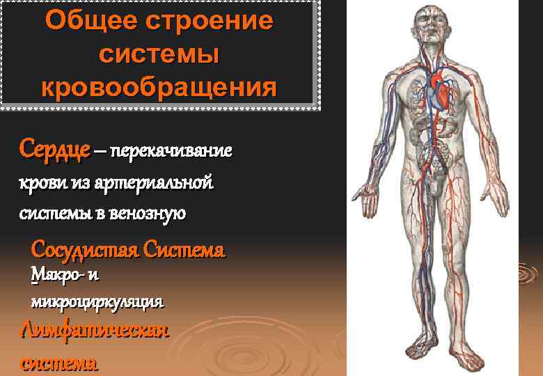 Общее строение системы кровообращения Сердце – перекачивание крови из артериальной системы в венозную Сосудистая