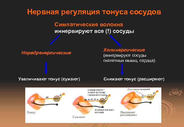 Нервная регуляция тонуса сосудов Симпатические волокна иннервируют все (!) сосуды Норадренергические Увеличивают тонус (сужают)