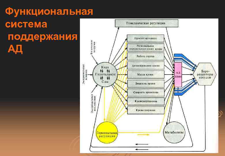 Функциональные системы организма презентация