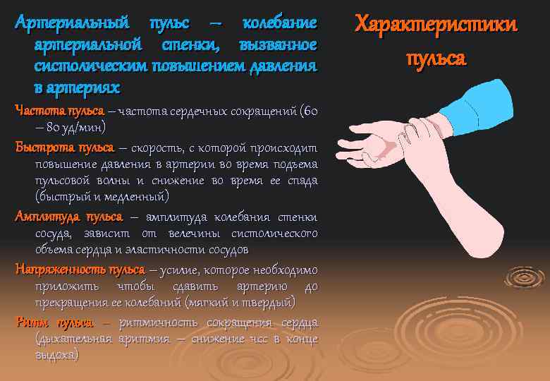 Артериальный пульс – колебание артериальной стенки, вызванное систолическим повышением давления в артериях Частота пульса