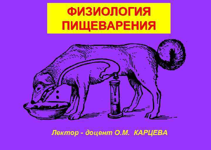 Физиология пищеварения. Физиология пищеварения ребенка. Физиология пищеварения Семенова Куприянов. Физиология пищеварения медведя.