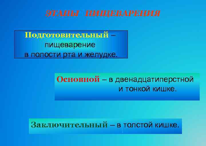 ЭТАПЫ ПИЩЕВАРЕНИЯ Подготовительный – пищеварение в полости рта и желудке. Основной – в двенадцатиперстной
