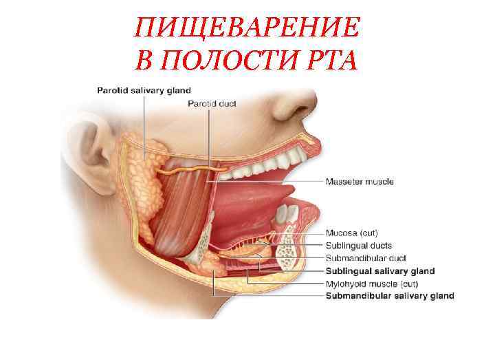 ПИЩЕВАРЕНИЕ В ПОЛОСТИ РТА 