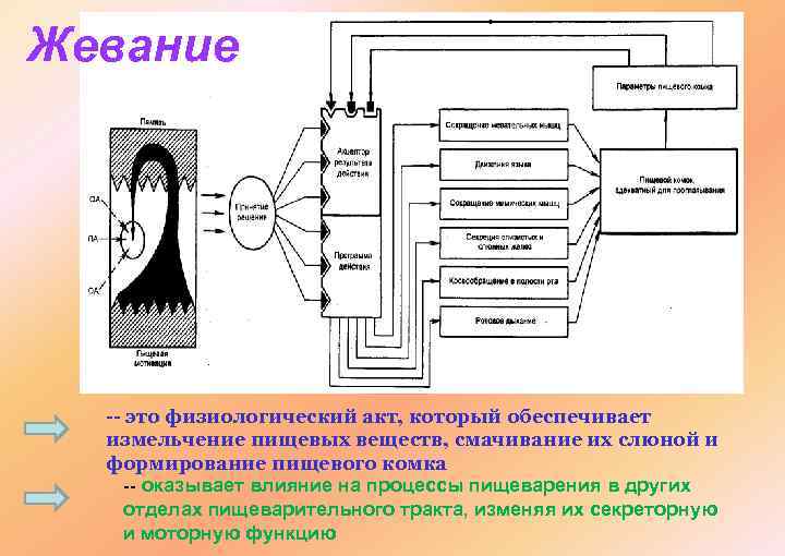 Физиологический это