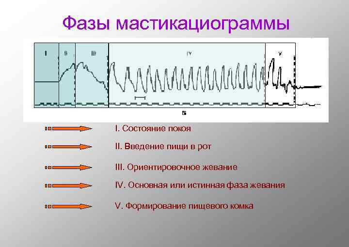 Фазы мастикациограммы I. Состояние покоя II. Введение пищи в рот III. Ориентировочное жевание IV.