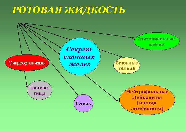 РОТОВАЯ ЖИДКОСТЬ Микроорганизмы Секрет слюнных желез Частицы пищи Слизь Эпителиальные клетки Слюнные тельца Нейтрофильные
