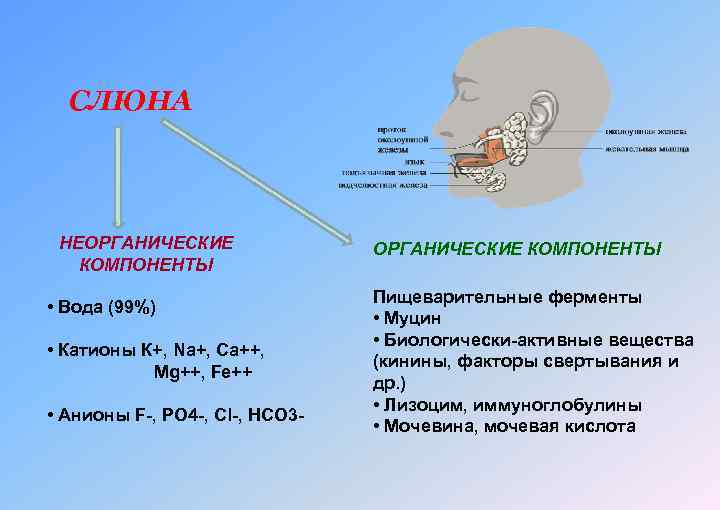 СЛЮНА НЕОРГАНИЧЕСКИЕ КОМПОНЕНТЫ • Вода (99%) • Катионы К+, Na+, Ca++, Mg++, Fe++ •