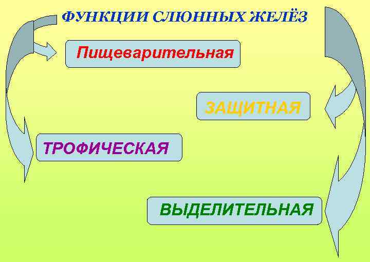 ФУНКЦИИ СЛЮННЫХ ЖЕЛЁЗ Пищеварительная ЗАЩИТНАЯ ТРОФИЧЕСКАЯ ВЫДЕЛИТЕЛЬНАЯ 