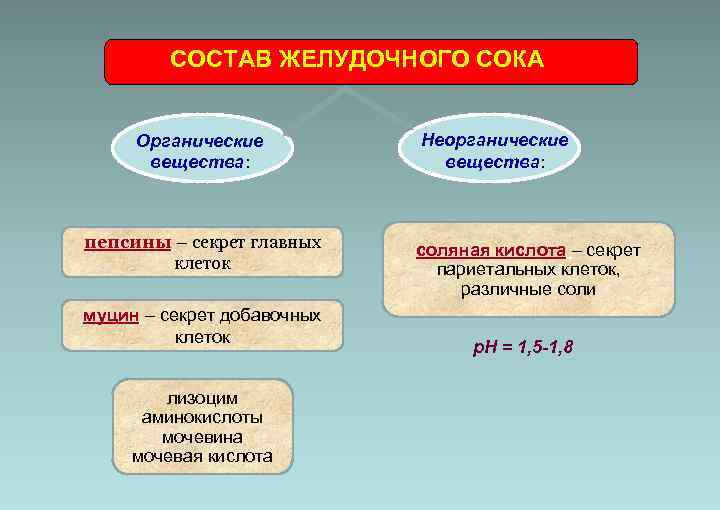 Состав желудочной кислоты