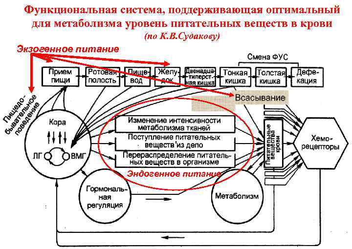 Виды функциональных систем