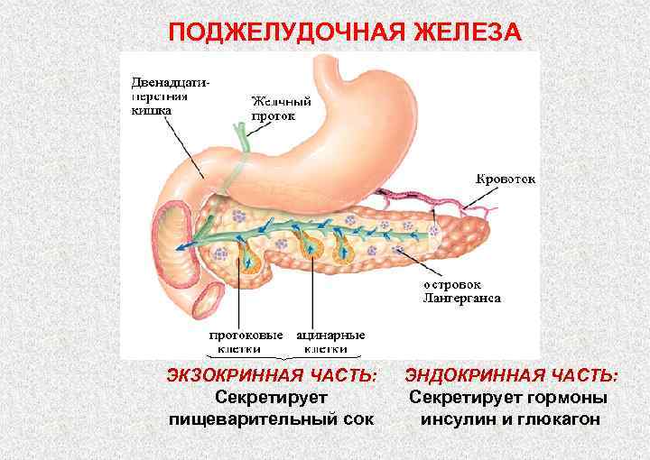 ПОДЖЕЛУДОЧНАЯ ЖЕЛЕЗА ЭКЗОКРИННАЯ ЧАСТЬ: Секретирует пищеварительный сок ЭНДОКРИННАЯ ЧАСТЬ: Секретирует гормоны инсулин и глюкагон