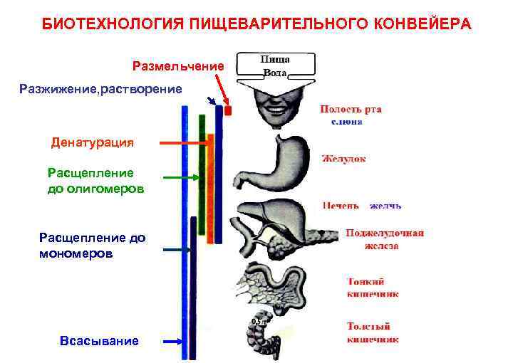 Схема пищеварения этапы