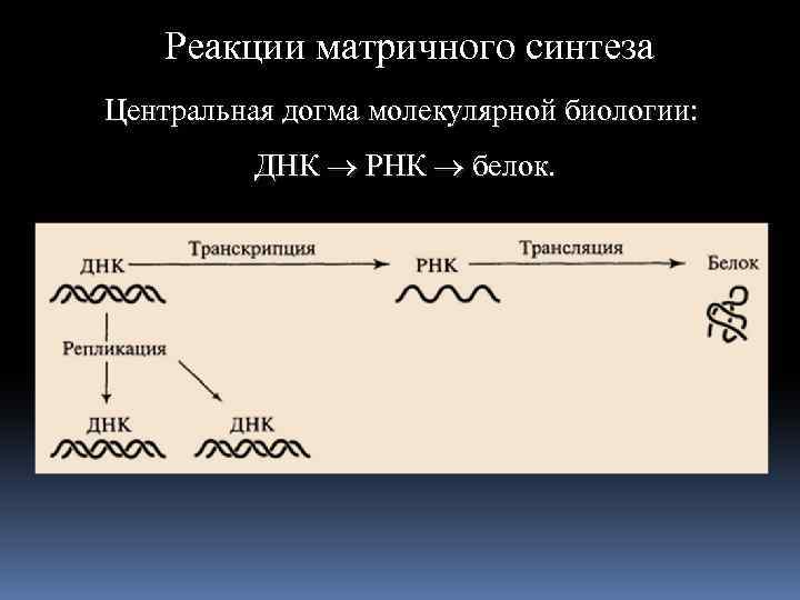 Реакции матричного синтеза Центральная догма молекулярной биологии: ДНК РНК белок. 