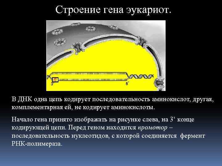 Строение гена эукариот. В ДНК одна цепь кодирует последовательность аминокислот, другая, комплементарная ей, не
