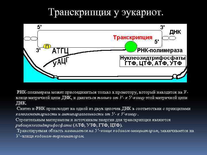 Транскрипция у эукариот. РНК-полимераза может присоединиться только к промотору, который находится на 3'конце матричной
