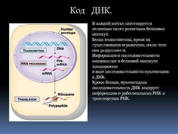 Код ДНК. В каждой клетке синтезируется несколько тысяч различных белковых молекул. Белки недолговечны, время