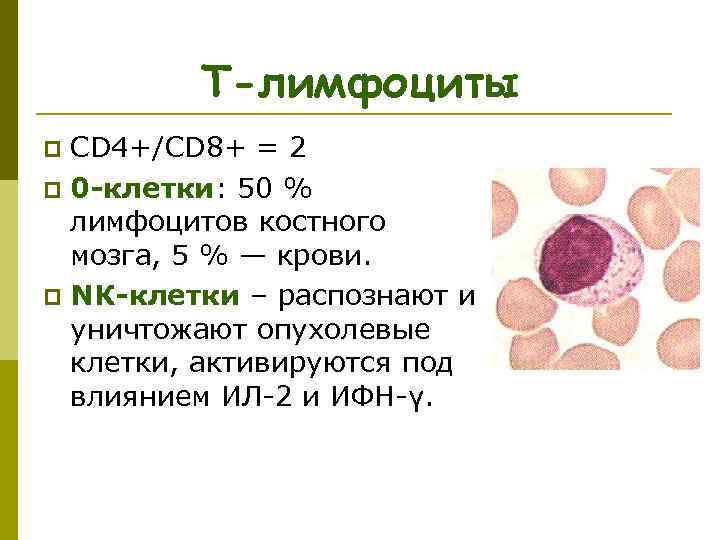 Т-лимфоциты CD 4+/CD 8+ = 2 p 0 -клетки: 50 % лимфоцитов костного мозга,