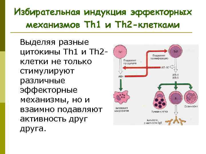 Избирательная индукция эффекторных механизмов Тh 1 и Тh 2 -клетками Выделяя разные цитокины Th