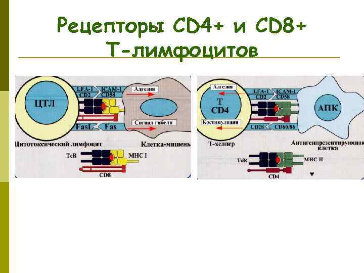 Рецепторы СD 4+ и СD 8+ Т-лимфоцитов 