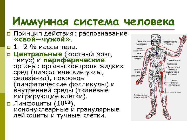 Иммунная система человека p p Принцип действия: распознавание «свой—чужой» . 1— 2 % массы