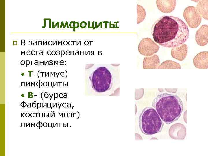 Лимфоциты p В зависимости от места созревания в организме: T-(тимус) лимфоциты В- (бурса Фабрициуса,