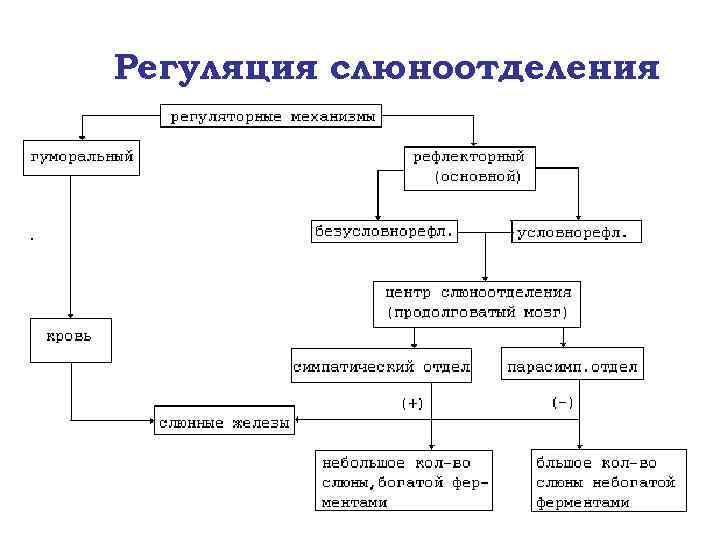 Схема отделения слюны