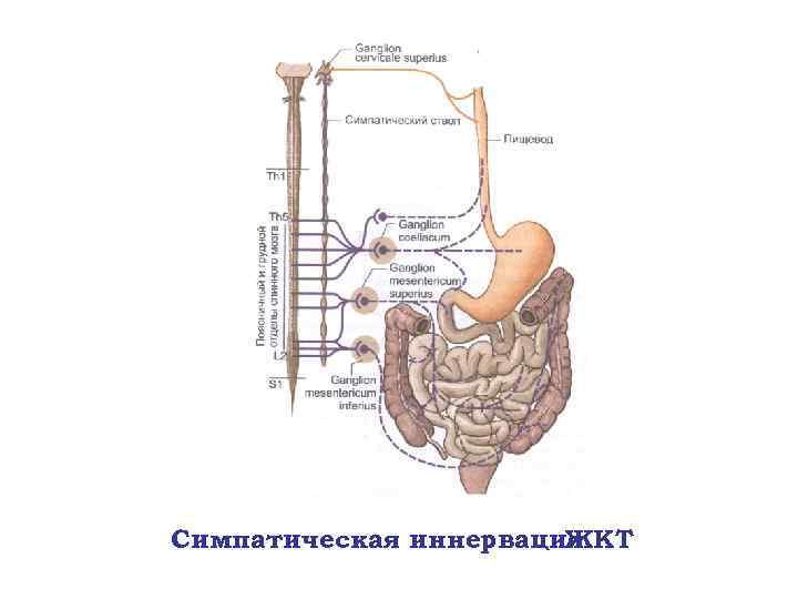Симпатическая иннервация ЖКТ 