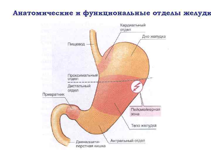 Анатомические и функциональные отделы желудк 