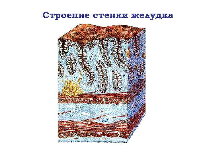 Строение стенки желудка 