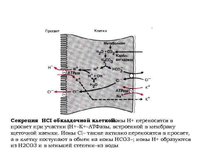 Секреция HCI обкладочной клеткой. Ионы Н+ переносятся в просвет при участии (Н+–К+–АТФазы, встроенной в