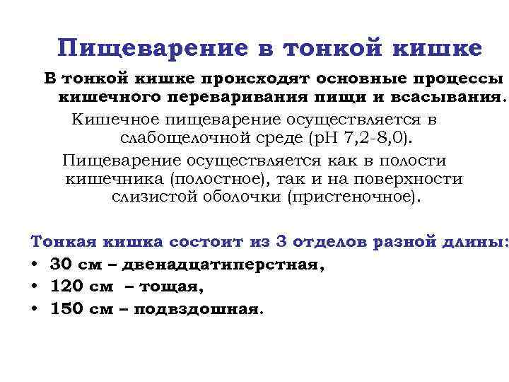 Пищеварение в тонкой кишке В тонкой кишке происходят основные процессы кишечного переваривания пищи и