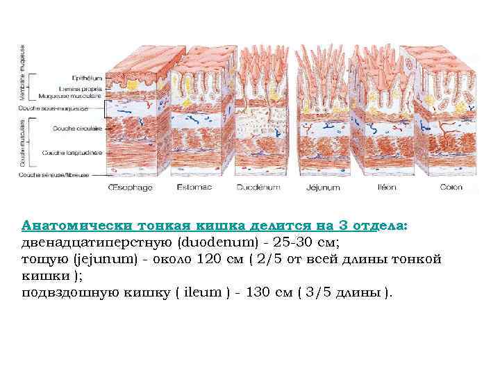 Анатомически тонкая кишка делится на 3 отдела: двенадцатиперстную (duodenum) - 25 -30 см; тощую