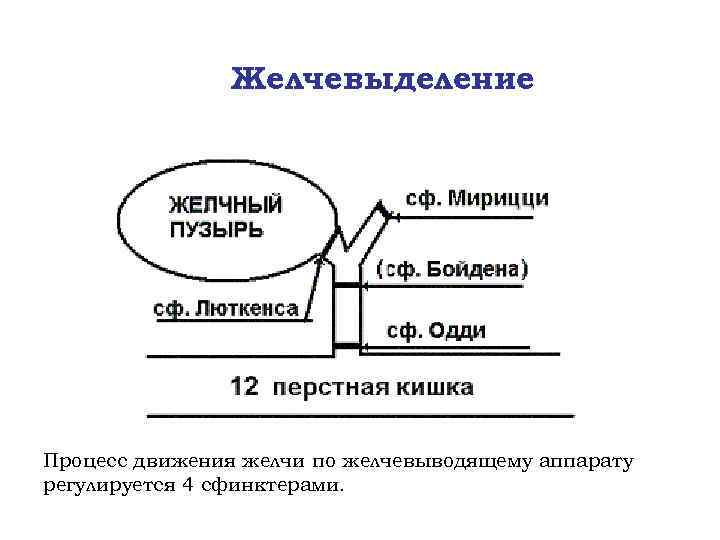 Желчевыделение Процесс движения желчи по желчевыводящему аппарату регулируется 4 сфинктерами. 