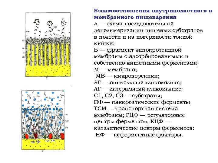 Взаимоотношения внутриполостного и мембранного пищеварения А — схема последовательной деполимеризации пищевых субстратов в полости