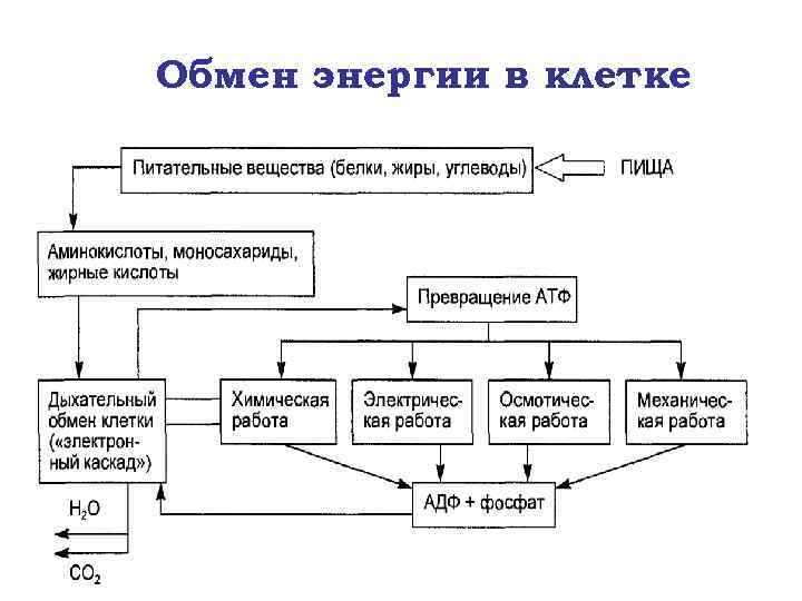 Схема взаимосвязи обмена веществ и энергии расшифровка