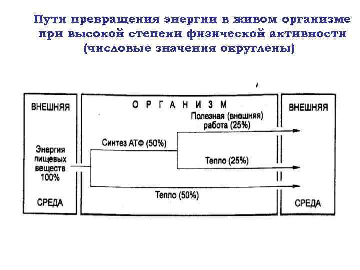 Пути превращения энергии в живом организме при высокой степени физической активности (числовые значения округлены)